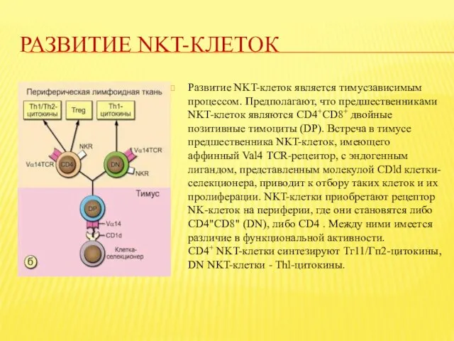 РАЗВИТИЕ NKT-КЛЕТОК Развитие ΝΚΤ-клеток является тимусзависимым процессом. Предполагают, что предшественниками ΝΚΤ-клеток