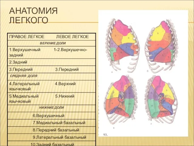 АНАТОМИЯ ЛЕГКОГО