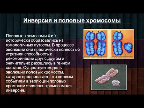 Инверсия и половые хромосомы Половые хромосомы X и Y исторически образовались