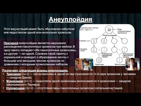 Анеуплойдия Этот вид мутаций может быть обусловлен избытком или недостатком одной