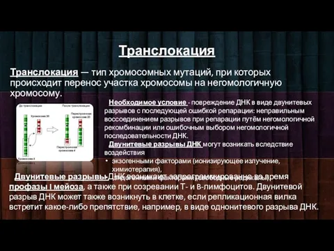 Транслокация Транслокация — тип хромосомных мутаций, при которых происходит перенос участка