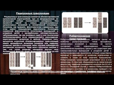 Реципрокные транслокации Реципрокные транслокации являются сбалансированной хромосомной перестройкой, при их формировании