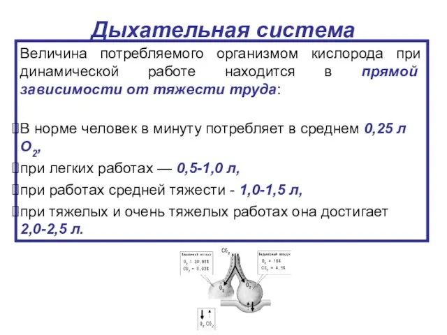 Дыхательная система Величина потребляемого организмом кислорода при динамической работе находится в