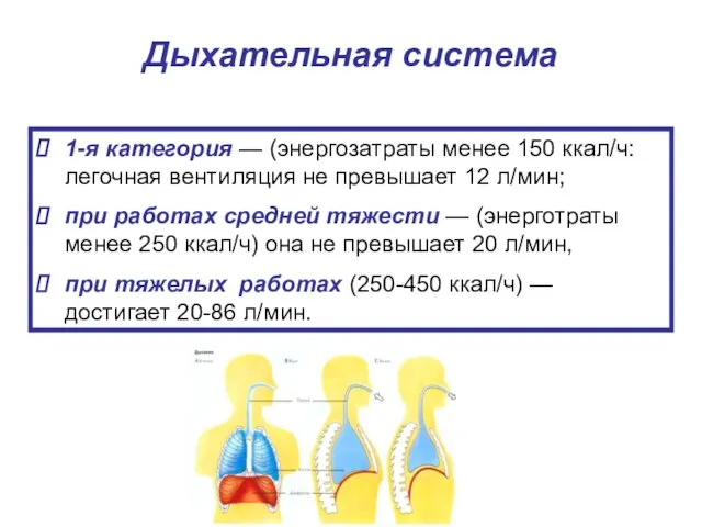 Дыхательная система 1-я категория — (энергозатраты менее 150 ккал/ч: легочная вентиляция