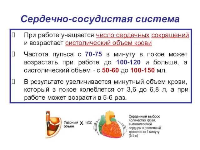 Сердечно-сосудистая система При работе учащается число сердечных сокращений и возрастает систолический