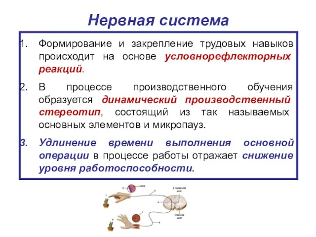 Нервная система Формирование и закрепление трудовых навыков происходит на основе условнорефлекторных