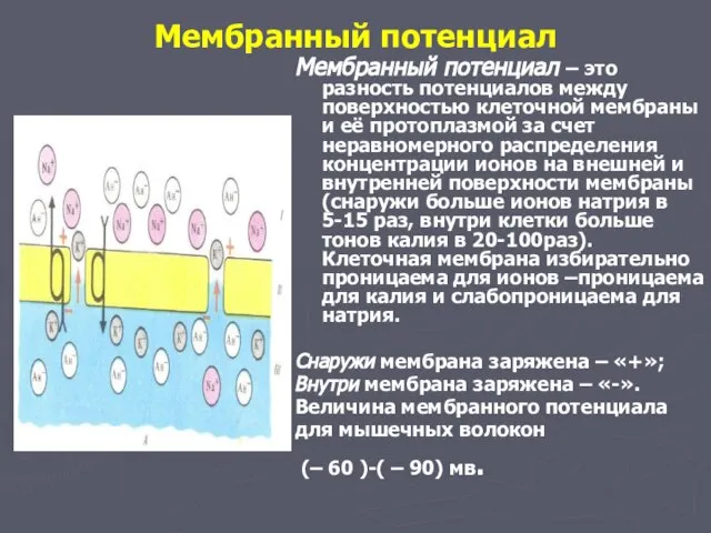 Мембранный потенциал Мембранный потенциал – это разность потенциалов между поверхностью клеточной