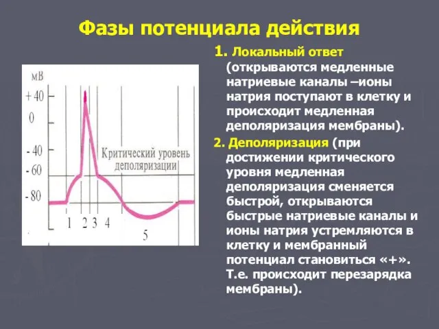 Фазы потенциала действия 1. Локальный ответ (открываются медленные натриевые каналы –ионы