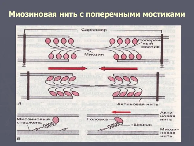 Миозиновая нить с поперечными мостиками