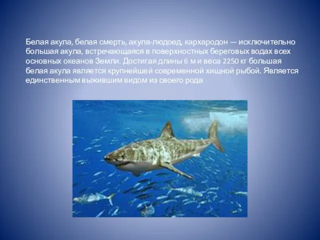 Белая акула, белая смерть, акула-людоед, кархародон — исключительно большая акула, встречающаяся