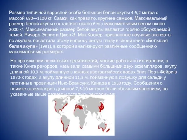 Размер типичной взрослой особи большой белой акулы 4-5,2 метра с массой