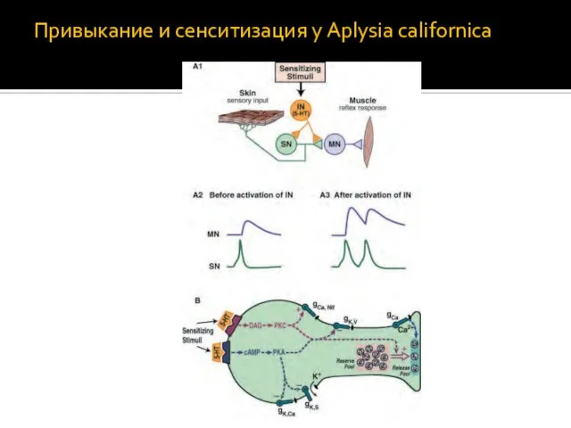 Привыкание и сенситизация у Aplysia californica