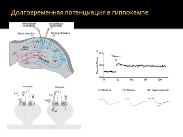 Долговременная потенциация в гиппокампе