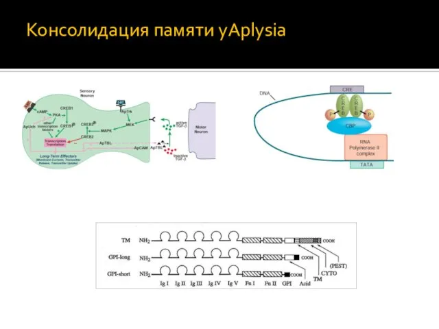 Консолидация памяти уAplysia