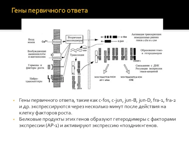 Гены первичного ответа Гены первичного ответа, такие как c-fos, c-jun, jun-B,