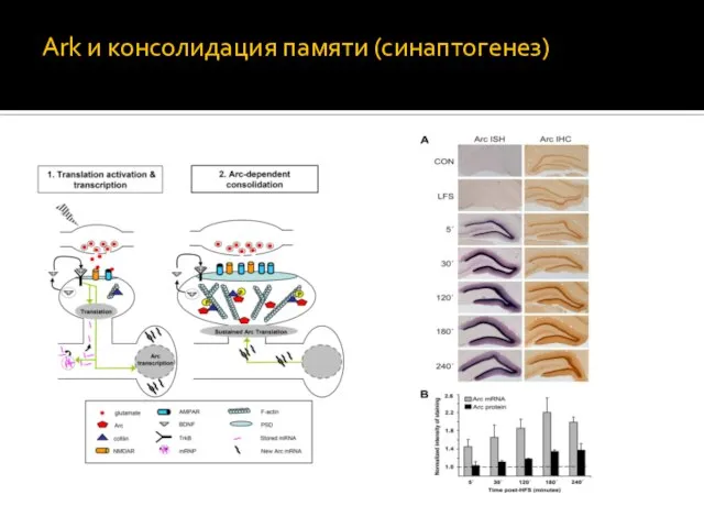 Ark и консолидация памяти (синаптогенез)