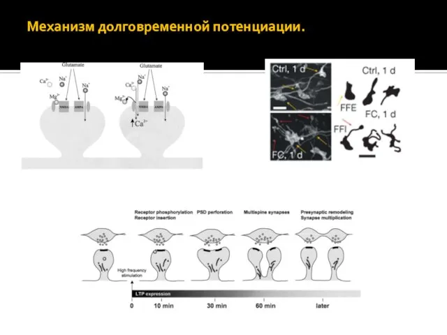 Механизм долговременной потенциации.