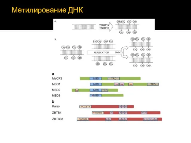 Метилирование ДНК