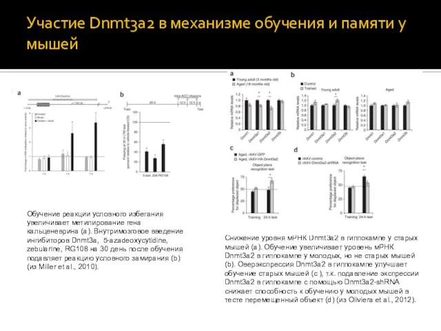 Участие Dnmt3a2 в механизме обучения и памяти у мышей Снижение уровня