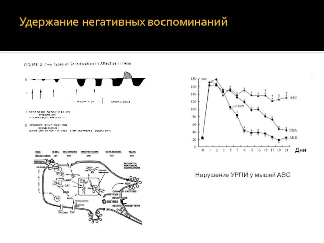 Удержание негативных воспоминаний Нарушение УРПИ у мышей ASC