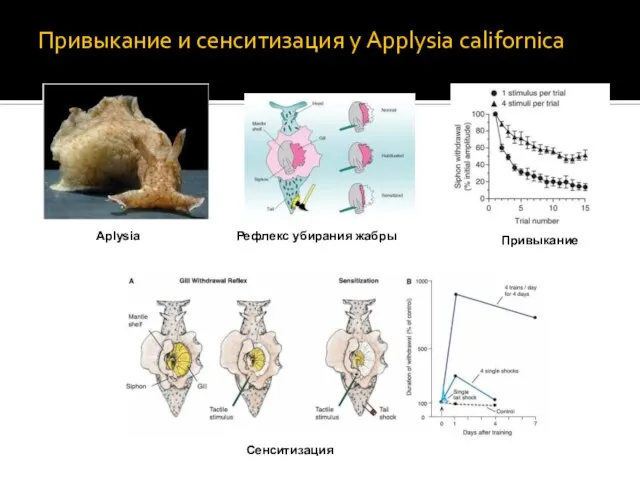 Привыкание и сенситизация у Applysia californica Aplysia Рефлекс убирания жабры Привыкание Сенситизация