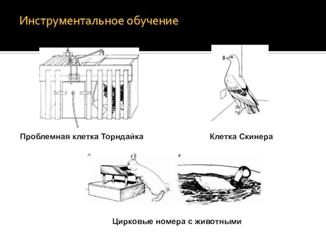 Инструментальное обучение Проблемная клетка Торндайка Клетка Скинера Цирковые номера с животными