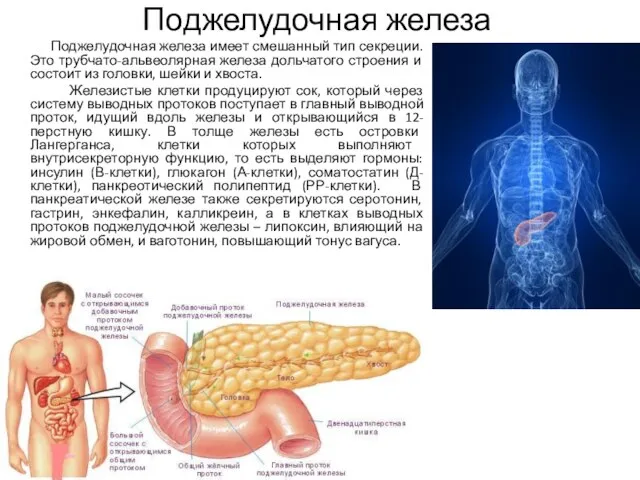 Поджелудочная железа Поджелудочная железа имеет смешанный тип секреции. Это трубчато-альвеолярная железа