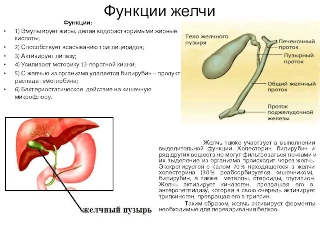 Функции желчи Функции: 1) Эмульгирует жиры, делая водорастворимыми жирные кислоты; 2)