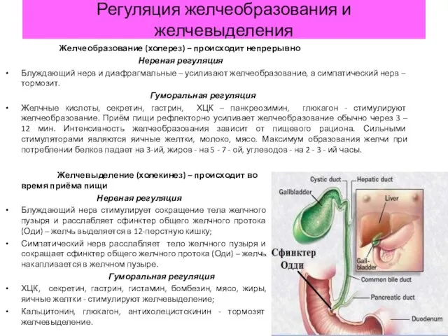 Регуляция желчеобразования и желчевыделения Желчеобразование (холерез) – происходит непрерывно Нервная регуляция