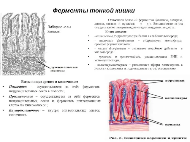 Ферменты тонкой кишки Относится более 20 ферментов (амилаза, сахараза, липаза, лактаза