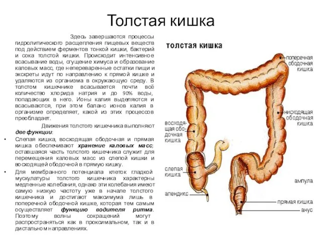 Толстая кишка Здесь завершаются процессы гидролитического расщепления пищевых веществ под действием