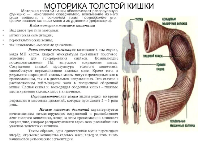 МОТОРИКА ТОЛСТОЙ КИШКИ Моторика толстой кишки обеспечивает резервуарную функцию — накопление