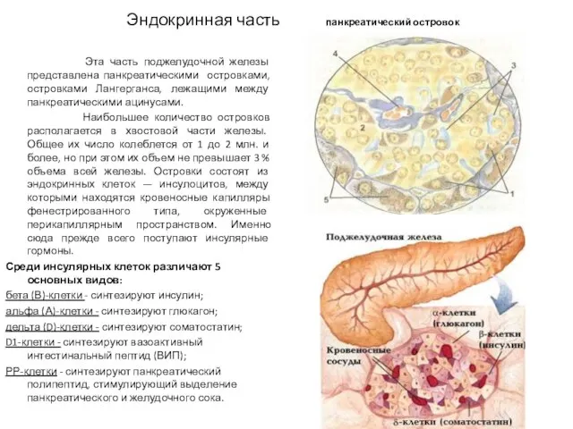 Эндокринная часть панкреатический островок Эта часть поджелудочной железы представлена панкреатическими островками,