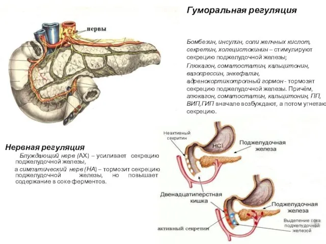 Гуморальная регуляция Нервная регуляция Блуждающий нерв (АХ) – усиливает секрецию поджелудочной