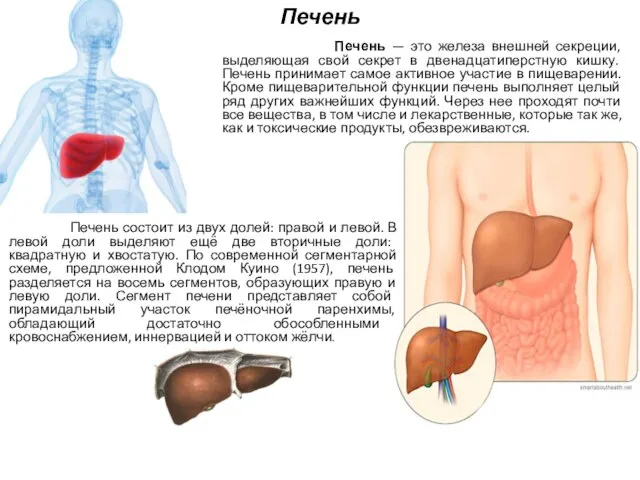 Печень Печень — это железа внешней секреции, выделяющая свой секрет в