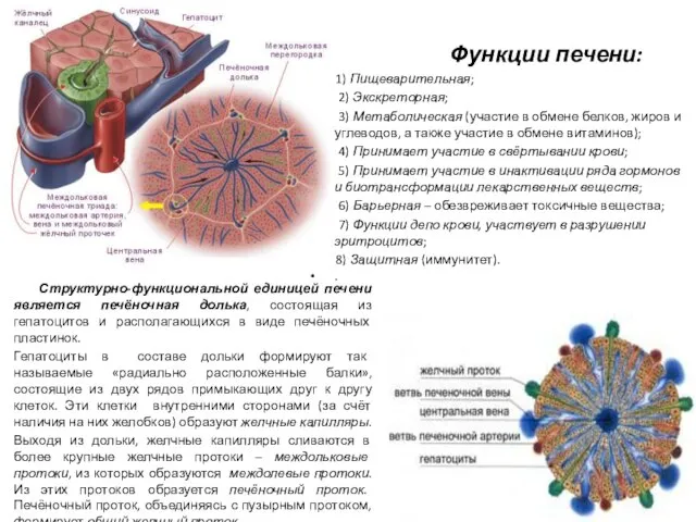 Функции печени: 1) Пищеварительная; 2) Экскреторная; 3) Метаболическая (участие в обмене