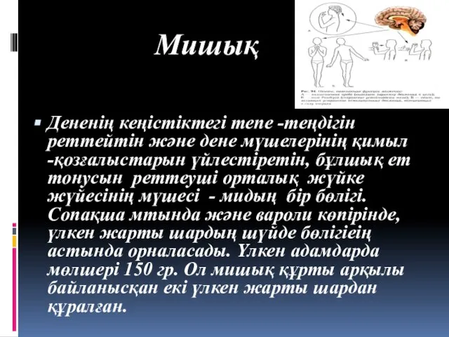 Мишық Дененің кеңістіктегі тепе -теңдігін реттейтін және дене мүшелерінің қимыл -қозғалыстарын