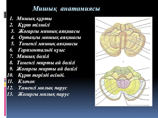 Мишық анатомиясы Мишық құрты Құрт тілшігі 3. Жоғарғы мишық аяқшасы 4.