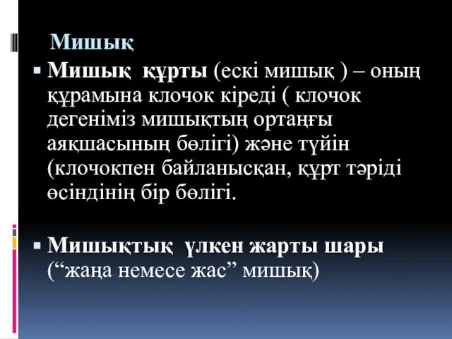 Мишық Мишық құрты (ескі мишық ) – оның құрамына клочок кіреді