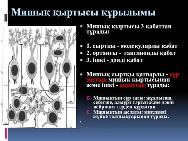 Мишық қыртысы құрылымы Мишық қыртысы 3 қабаттан тұрады: 1. сыртқы -