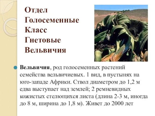 Отдел Голосеменные Класс Гнетовые Вельвичия Вельвичия, род голосеменных растений семейства вельвичиевых.