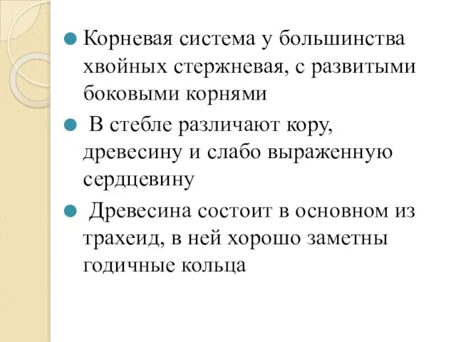 Корневая система у большинства хвойных стержневая, с развитыми боковыми корнями В