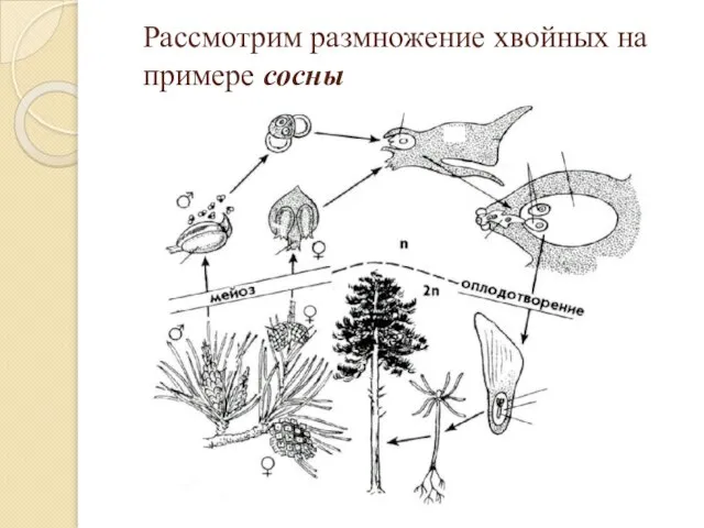 Рассмотрим размножение хвойных на примере сосны