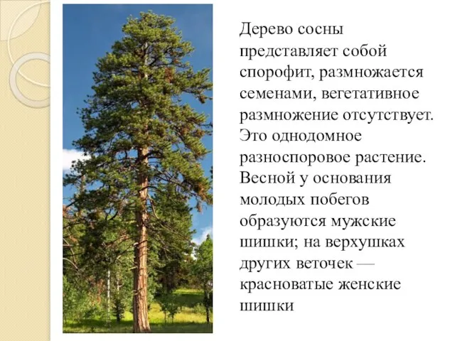 Дерево сосны представляет собой спорофит, размножается семенами, вегетативное размножение отсутствует. Это