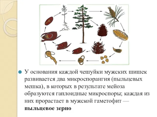 У основания каждой чешуйки мужских шишек развивается два микроспорангия (пыльцевых мешка),