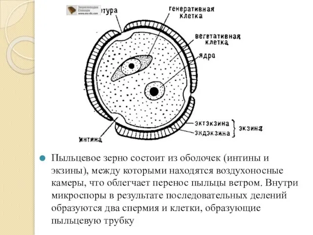 Пыльцевое зерно состоит из оболочек (интины и экзины), между которыми находятся