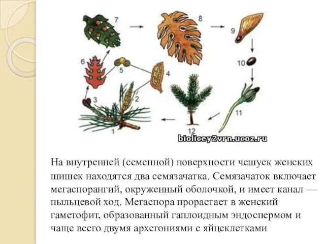 На внутренней (семенной) поверхности чешуек женских шишек находятся два семязачатка. Семязачаток