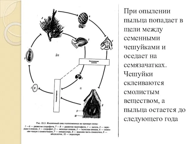 При опылении пыльца попадает в щели между семенными чешуйками и оседает