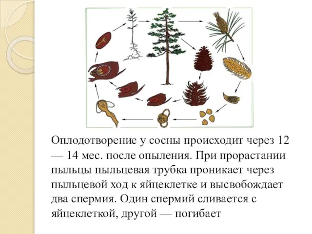 Оплодотворение у сосны происходит через 12 — 14 мес. после опыления.