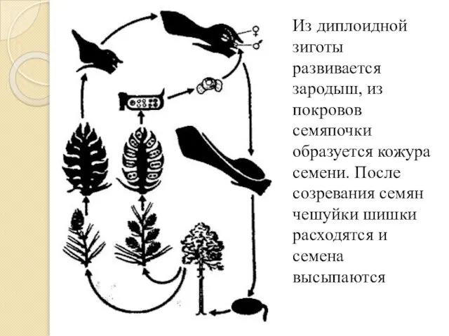 Из диплоидной зиготы развивается зародыш, из покровов семяпочки образуется кожура семени.